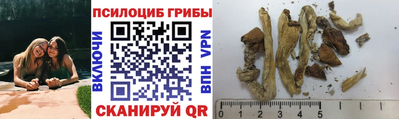 наркота  Шарыпово  Галлюциногенные грибы Psilocybine cubensis 